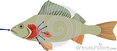 Fish with red gills. Educational material with for biology lesson Vector Illustration